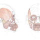 Image: Hayes et al